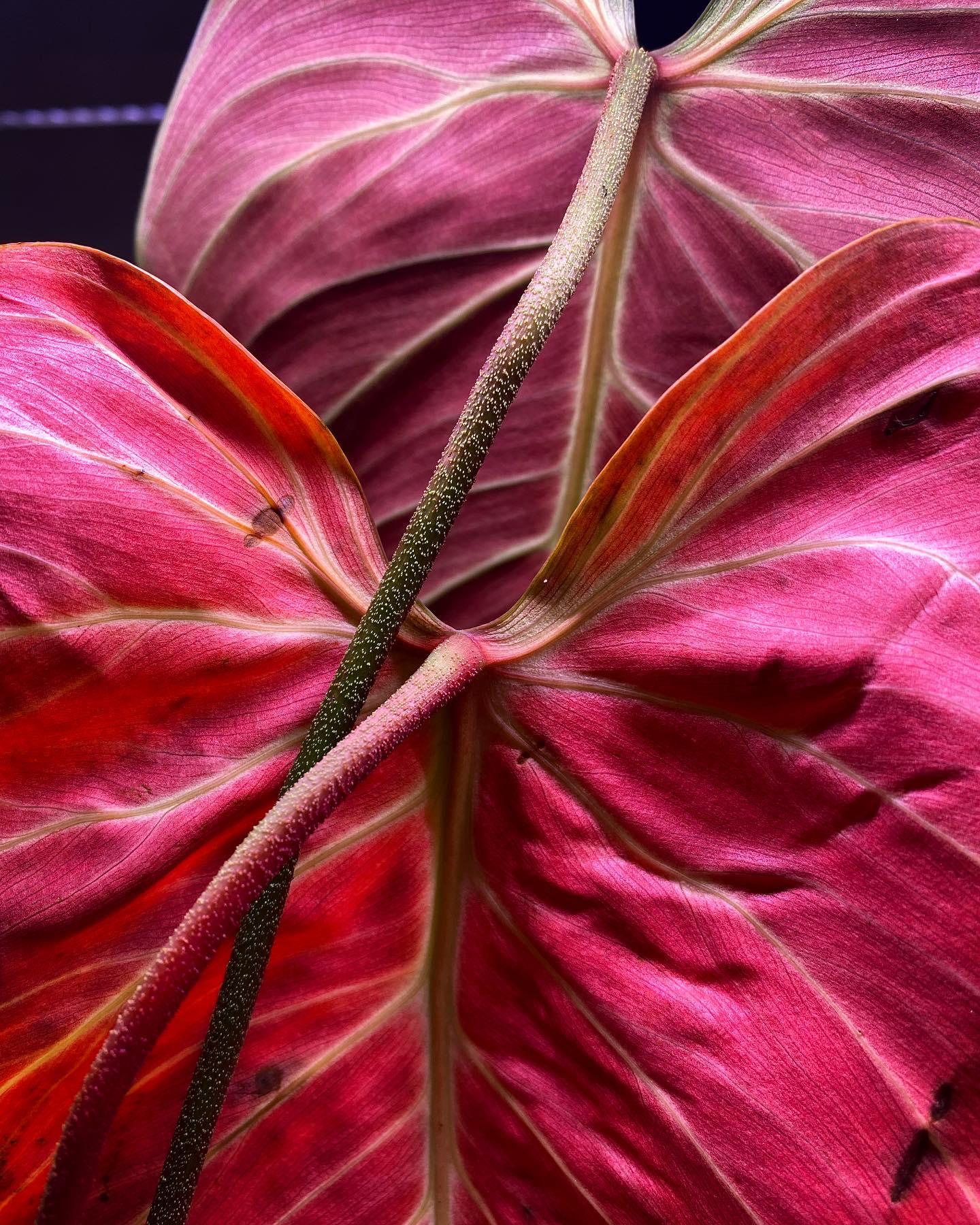 philodendron-ei-choco-red-plnt